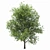 Shademaster Honey Locust: Impressive Height & Stunning Polys 3D model small image 2