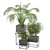 2015 Indoor Plants Set: V-Ray/Corona 3D model small image 5