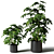 Black Pot Schefflera: Greenery for Any Space 3D model small image 1