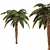 Tropical Palm Tree Collection 3D model small image 3