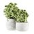 Concrete Potted Indoor Plants 3D model small image 3