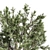 Italian Stone Pine Tree Duo - 12.9m & 13.1m 3D model small image 2