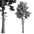Italian Stone Pine Tree Duo - 12.9m & 13.1m 3D model small image 3