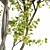 Real Tree Acer Saccharinum: Lifelike 3D Model 3D model small image 2