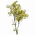 Real Tree Acer Saccharinum: Lifelike 3D Model 3D model small image 5