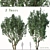 2 Acer Campestre Trees | Field Maple Set 3D model small image 1