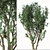 2 Acer Campestre Trees | Field Maple Set 3D model small image 3