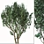2 Acer Campestre Trees | Field Maple Set 3D model small image 4
