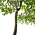 Fragrant Magnolia Champaca Trees 3D model small image 2