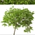 Fragrant Magnolia Champaca Trees 3D model small image 6