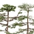 Three Huangshan Pine Trees 3D model small image 2