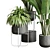 143 Indoor Plants Collection: Ravenala Ficus, Rubbery Palm Stand & Concrete Vase 3D model small image 2