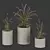 Premium Plant Collection 3D model small image 1