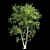 Tall Beech Tree: 11.57m Height 3D model small image 2