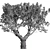 Elegant African Olive Trees 3D model small image 3