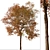 American Sweet Gum Tree Set (2 Trees) 3D model small image 2