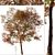 American Sweet Gum Tree Set (2 Trees) 3D model small image 3