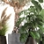 Tropical Plant Collection: Monstera, Olive, Strelitzia 3D model small image 5