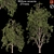 Graceful Willow Acacia (2 Trees) 3D model small image 1