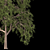 Graceful Willow Acacia (2 Trees) 3D model small image 2