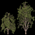 Graceful Willow Acacia (2 Trees) 3D model small image 3