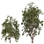 Graceful Willow Acacia (2 Trees) 3D model small image 5