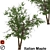 Italian Maple: Elegant European Beauty 3D model small image 1