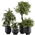 Botanical Bliss: Indoor Tree & Plant Set 3D model small image 1