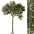 Evergreen Green Needle Tree Set 3D model small image 1