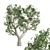 9m African Olive Tree - 3D Model 3D model small image 1