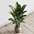 Vintage Ficus Rubber Plant in Wooden Vase 3D model small image 3