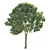 Opulent Oak Trees: 6-10-15m 3D model small image 2