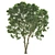 Opulent Oak Trees: 6-10-15m 3D model small image 4