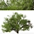 Southern Live Oak Tree | Quercus Virginiana Forest Decor 3D model small image 3