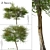 English Hawthorn Tree Set (2 Trees) - Beautiful, Hardy, Deciduous 3D model small image 1