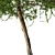 English Hawthorn Tree Set (2 Trees) - Beautiful, Hardy, Deciduous 3D model small image 4