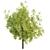 Lush Tree Collection Vol 48 3D model small image 3