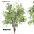 Rustic Mesquite Tree Decor 3D model small image 1