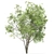 Rustic Mesquite Tree Decor 3D model small image 4