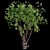 Green Barringtonia Tree Model 3D model small image 3