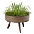 Versatile Indoor/Outdoor Plant 3D model small image 1