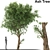 Elegant Ash Tree: Stunning and Majestic 3D model small image 1