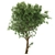 Elegant Ash Tree: Stunning and Majestic 3D model small image 4