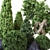 Outdoor Plant Collection Vol. 22: Versatile 3D Model 3D model small image 2