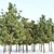Resinous Evergreen Pine Trees 3D model small image 2
