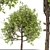 American Hornbeam: Native Hardwood Tree 3D model small image 1