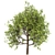 American Hornbeam: Native Hardwood Tree 3D model small image 3