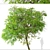 Golden Medallion Tree Set (2 Trees) 3D model small image 6