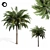 Tropical Palm Tree 01 3D model small image 1