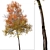 Autumn Blaze Tree Set: Vibrant Fall Colors 3D model small image 2